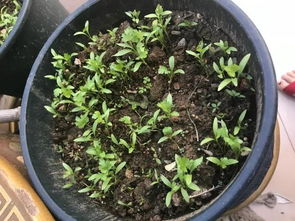 四、种子撒上去，土要轻轻盖