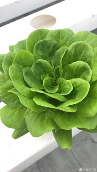 鱼菜共生的奇妙世界