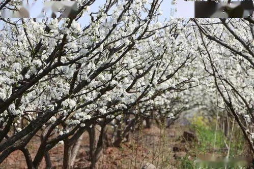 哈尔滨春季十大花海打卡地