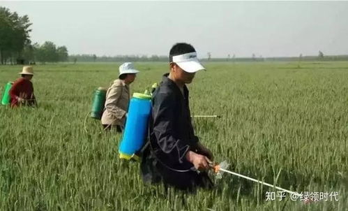 傍晚施药，日落映照？