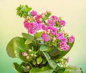 长寿花喜光照充足，耐旱怕涝
