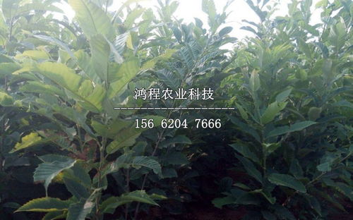 价格差距大不大