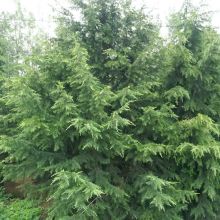 雪松树育苗基地：生命的摇篮