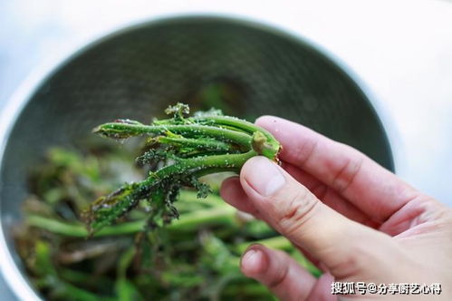 乌塌菜种子如何保存才能保证发芽率