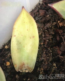 紧急措施：发现腐烂要及时处理