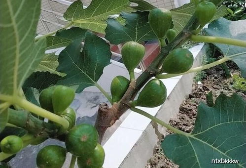 无花果如何科学施肥？结果子多吗