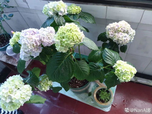 冬季有暖气花卉如何休眠？拆分后