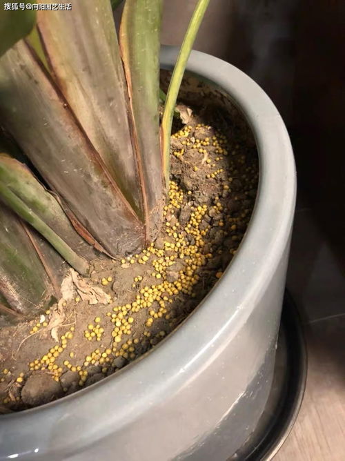 给花施肥选什么肥料最有效？如何科学施肥让花朵更艳丽