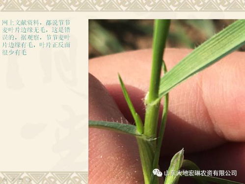 打药的Zui佳时间选择