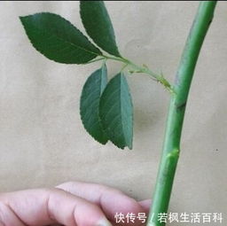 月季花嫁接最佳时间是什么如何根据这个时间来掌握月季花扦插栽培技巧