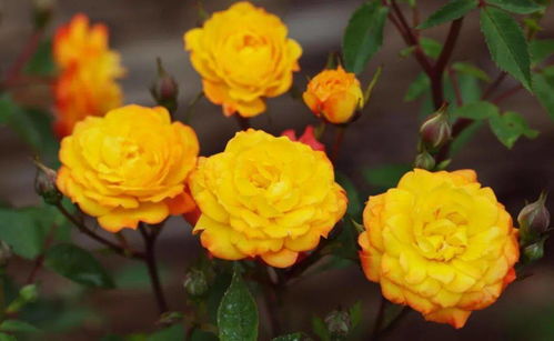 月季：为何嫩成为52座城市的共同选择？