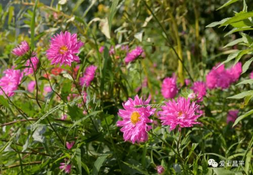 神秘的紫色野花