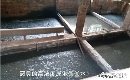 猪场臭气收集系统，为何总是处理效果不佳