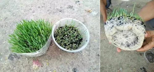 民间传说的真相