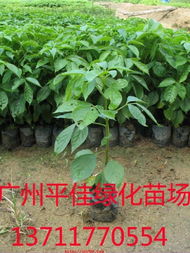 腊肠树：独特的农家风情