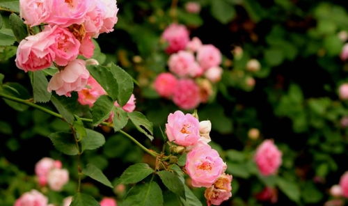 夏秋季节，蔷薇花的盛宴