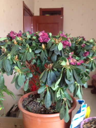 花的叶子耷拉下来怎么救治？我的花儿好可怜啊！