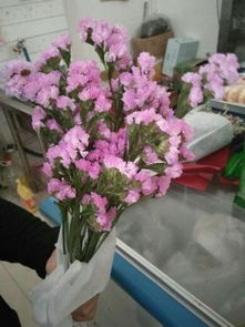 花卉与它们的象征意义