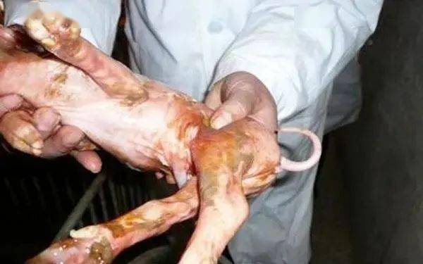 母猪接产全攻略：把握细致要点
