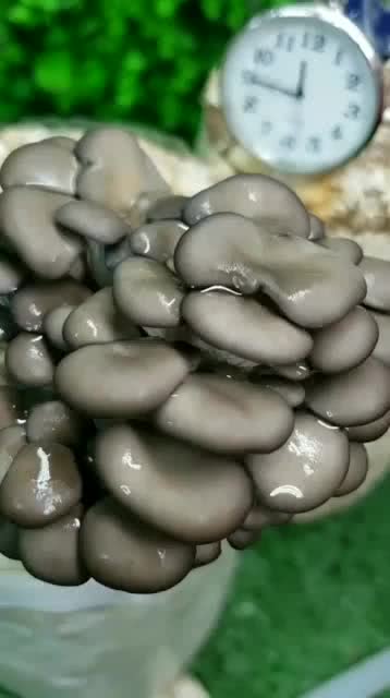 鸡油菌：自然的色彩与味道