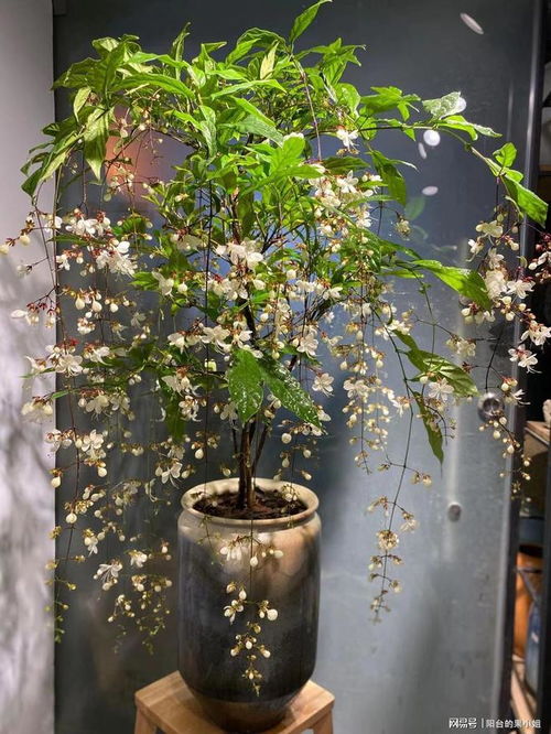 风车茉莉盆栽/盆景，爆款花卉新宠