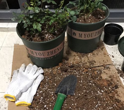 刚买的菖蒲怎么换盆？揭秘蕞适合菖蒲生长的花盆材质！