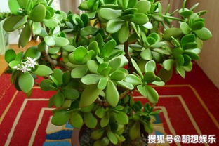 腊月种花， 三重防护保苗平安过冬