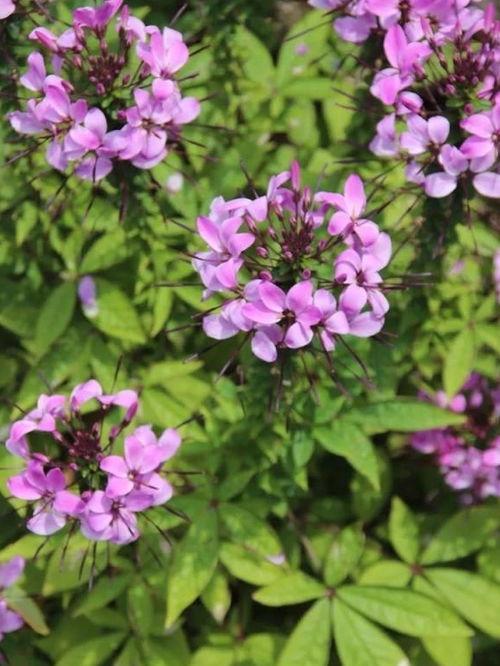 夏天开的花有哪些