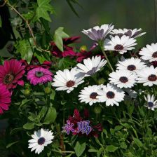 菊花播种后的注意事项