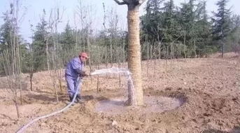 反季节移植大树， 六大养护措施保成活