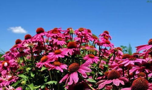 松果菊的干旱环境下的养护之道