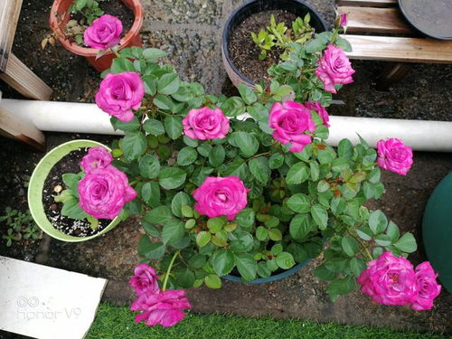 惯与冥王星月季的优点的探讨