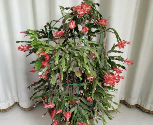 多肉植物的忒别照料