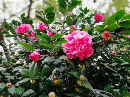 养分补充， 磷钾肥为主