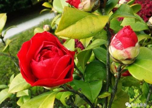 第三步：修剪造型，茶花也需要美容