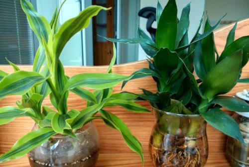 大薸：繁殖狂魔