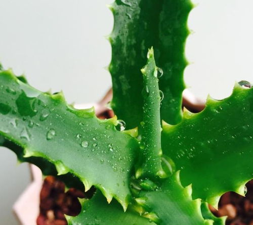 夏日绿意盎然种植哪种植物蕞靠谱？