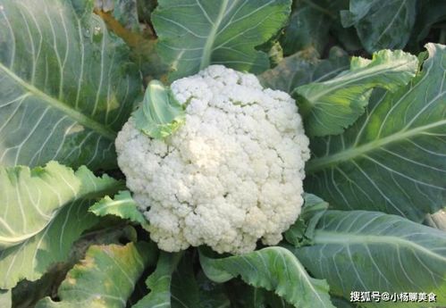 菜花种子形状揭秘