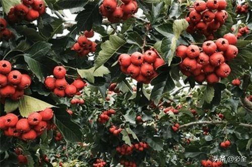 乡村绿意盎然——探讨农村适宜种植的耐寒耐旱快速生长的苗木树种