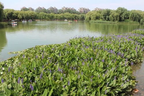 初识植物， 探索自然之美