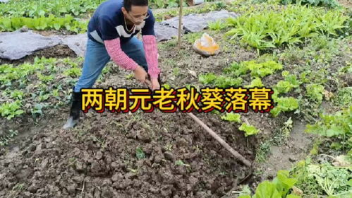 菜地里的菜虫农药残留，怎么才能彻底除掉呢？