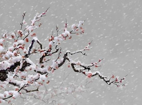 国花中国，梅花代表着坚韧