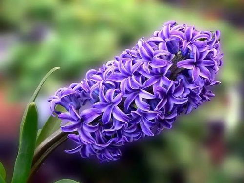 石竹花象征坚韧与爱情，源于古希腊神话