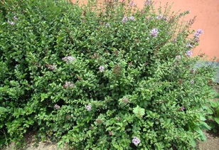 树木的种植，你了解吗？