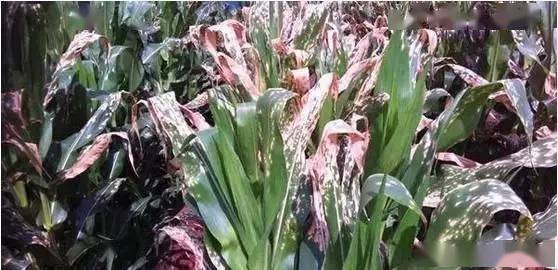 坐果灵：作物的好帮手， 使用时需谨慎