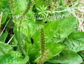 育苗小技巧，新手必堪