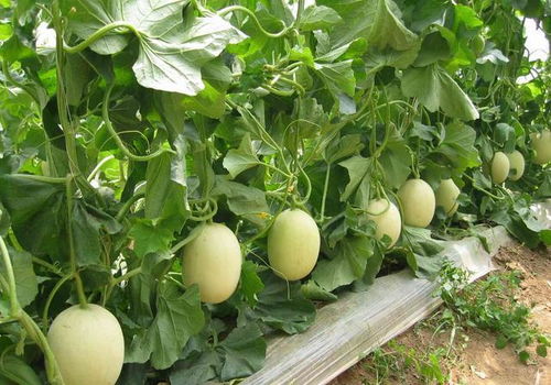 甜瓜耐寒极限：-2℃以下易冻害