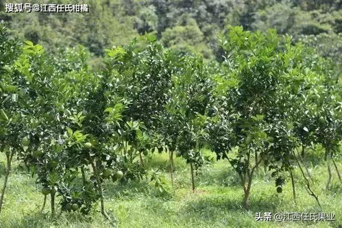 北方冬天草儿的秘密