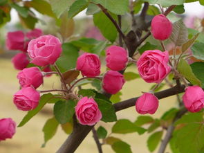 海棠茎腐病的秘密