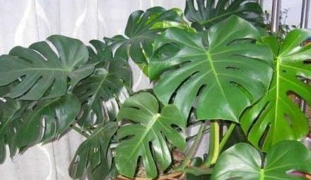 阳台养花的方法